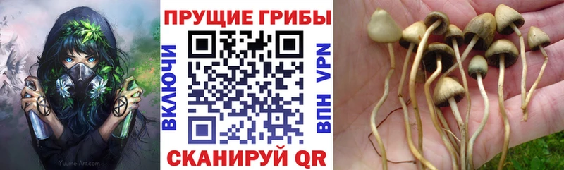 Псилоцибиновые грибы Psilocybe  Юрюзань 